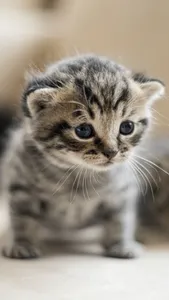 Cat & Kitten Wallpapers - meow screenshot 1