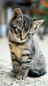 Cat & Kitten Wallpapers - meow screenshot 2