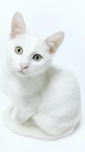 Cat & Kitten Wallpapers - meow screenshot 4