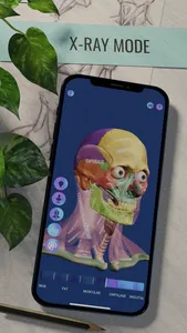 Ecorche: Portrait Anatomy screenshot 2