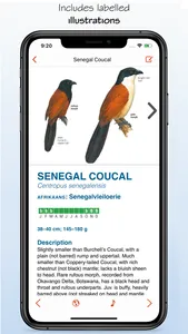 Sasol eBirds South Africa LITE screenshot 4