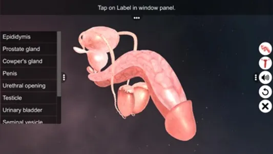 Human Reproductive System screenshot 2