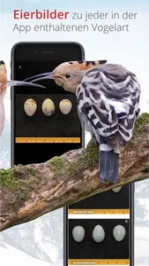 Vogelführer Birdlife Schweiz screenshot 7