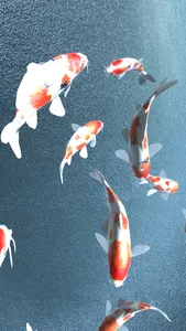 Koi - Aquarium screenshot 0