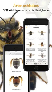 Wildbienen Id BienABest screenshot 2