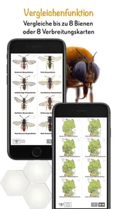 Wildbienen Id BienABest screenshot 6