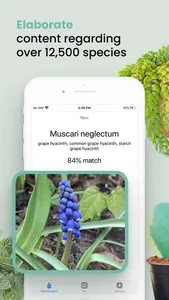 Plant ID Match: Identification screenshot 3