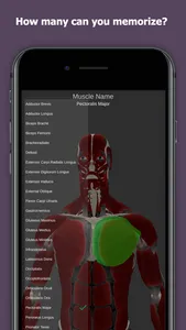 Anatomy Of Human Muscles screenshot 2