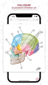 Netters Anatomy Flash Cards screenshot 2