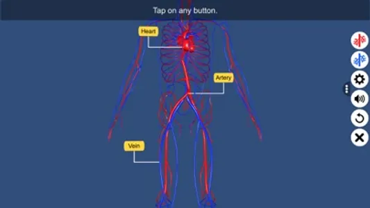 Circulatory system screenshot 3