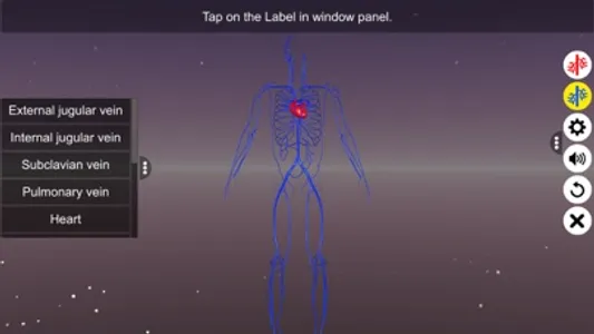 Circulatory system screenshot 7