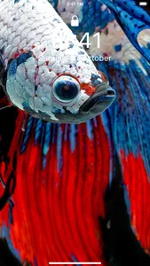 Betta Fish Wallpapers HD ! screenshot 0