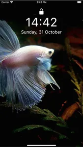 Betta Fish Wallpapers HD ! screenshot 3