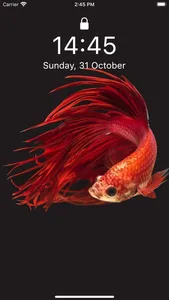 Betta Fish Wallpapers HD ! screenshot 4