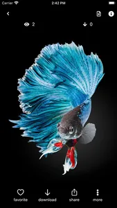 Betta Fish Wallpapers HD ! screenshot 5