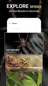 Spiders Identifier by Photo ID screenshot 2