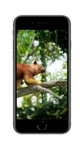 Meet a tree kangaroo screenshot 1