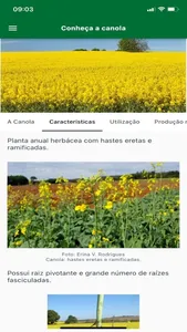 Mais Canola screenshot 0