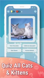 Quiz guess all cute cat breeds screenshot 1