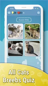 Quiz guess all cute cat breeds screenshot 7