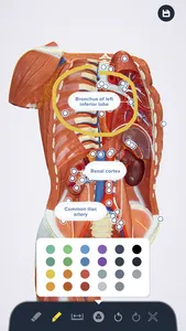 3B Smart Anatomy screenshot 7