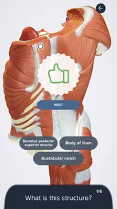 3B Smart Anatomy screenshot 8