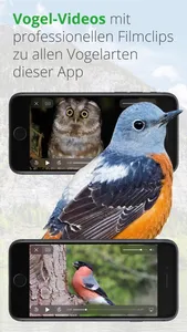 Vögel in Österreich screenshot 5