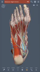 Primal's 3D Leg, Ankle & Foot screenshot 0