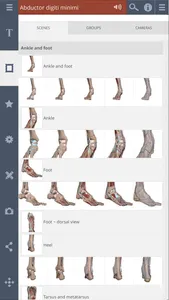 Primal's 3D Leg, Ankle & Foot screenshot 1