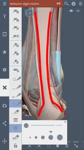 Primal's 3D Leg, Ankle & Foot screenshot 4