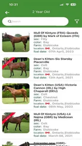 Just Horses screenshot 2