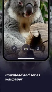 Koala Wallpaper screenshot 1