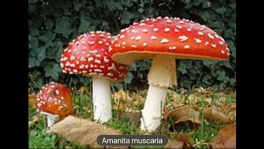 Fungi screenshot 3