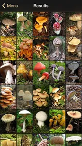 iFunch - Mushrooms and AI screenshot 2