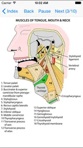 Anatomy Lectures Head and Neck screenshot 3