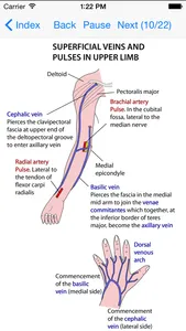 Anatomy Lectures Limbs screenshot 0