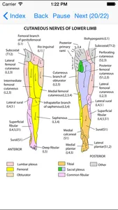 Anatomy Lectures Limbs screenshot 1