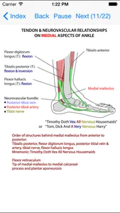 Anatomy Lectures Limbs screenshot 3