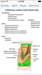 Anatomy Lectures Limbs screenshot 4