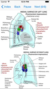 Anatomy Thorax and Abdomen screenshot 1