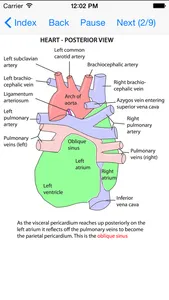 Anatomy Thorax and Abdomen screenshot 2