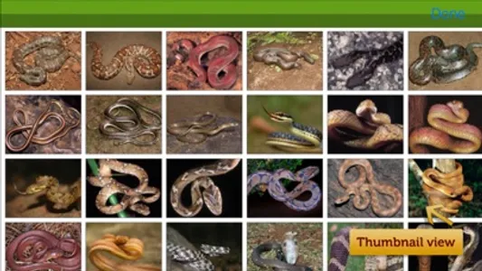 Snakes eGuide screenshot 4