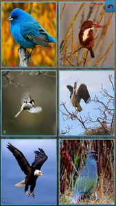 Birds Jigsaw Puzzles - Titan screenshot 2