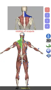 Visual Anatomy Lite screenshot 1