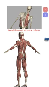 Visual Anatomy Lite screenshot 2