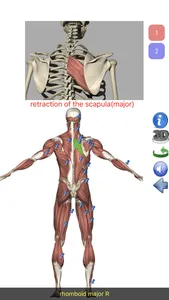 Visual Anatomy Lite screenshot 3