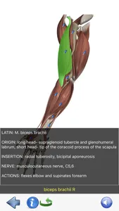 Visual Anatomy Lite screenshot 7