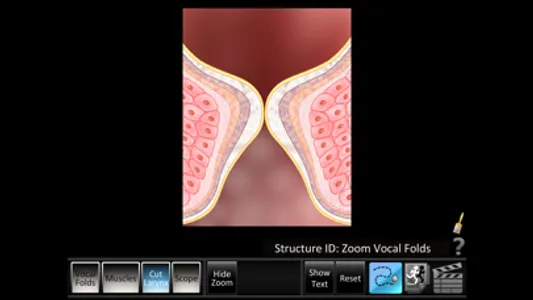 Vocal Folds ID screenshot 2