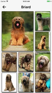 Dog Breeds HD Wallpapers screenshot 1