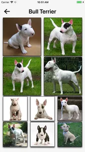 Dog Breeds HD Wallpapers screenshot 2